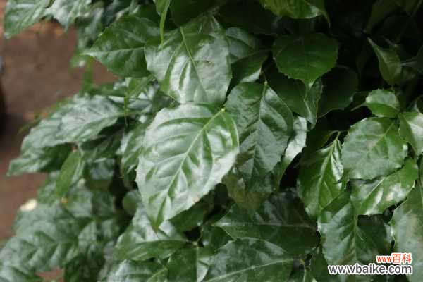 绿宝树黄叶的原因和处理办法