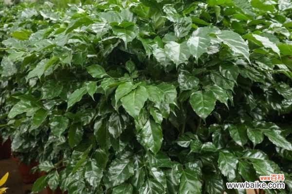 绿宝树黄叶的原因和处理办法