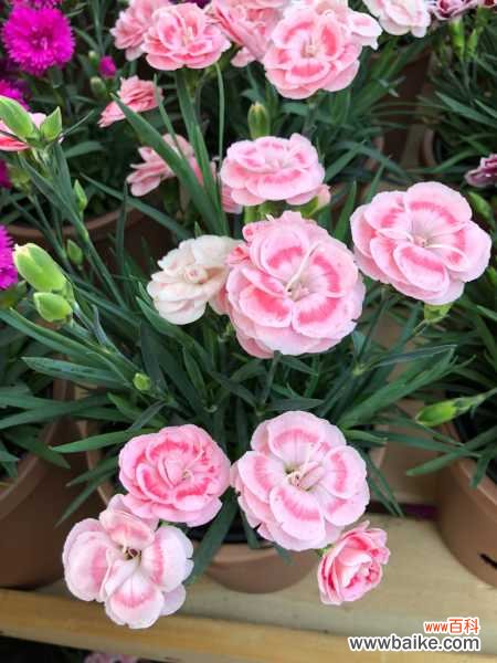 康乃馨烂根怎么办