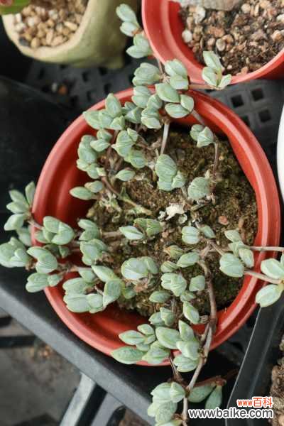 鹿角海棠黄叶的原因和处理办法