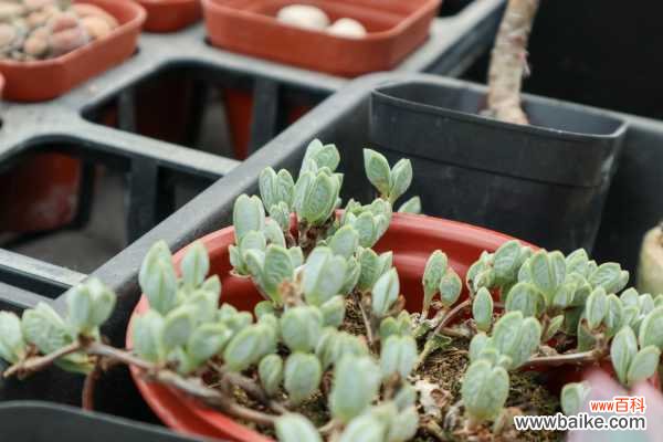 鹿角海棠黄叶的原因和处理办法