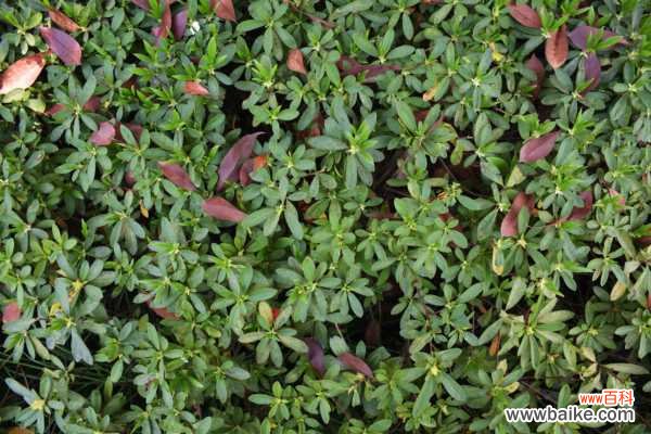 杜鹃花烂根怎么办