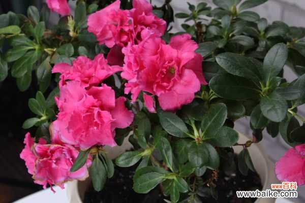 杜鹃花烂根怎么办