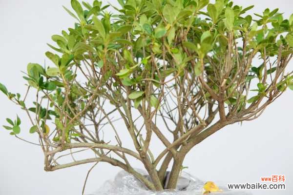 杜鹃花烂根怎么办