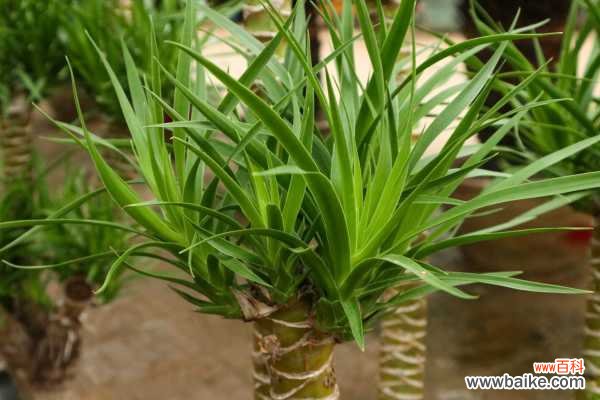 龙血树黄叶的原因和处理办法