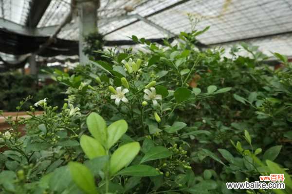 九里香烂根了怎么办