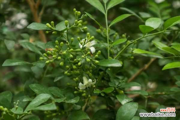 九里香烂根了怎么办