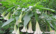 探究曼陀罗花的寓意与象征 解读曼陀罗花花语