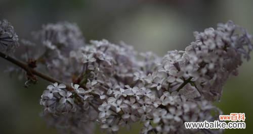 花语探秘及文化传承 丁香花的代表意义