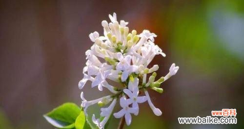 花语探秘及文化传承 丁香花的代表意义