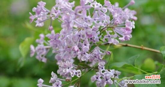 花语探秘及文化传承 丁香花的代表意义