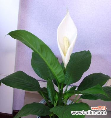 揭示一帆风顺花的神秘面纱 一帆风顺花的花语与寓意