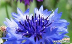 揭秘矢车菊花语的丰富内涵 白羊座的守护花——矢车菊花语