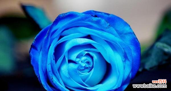 探究蓝色妖姬在文化中的象征意义 蓝色妖姬的隐秘含义