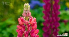 用一朵花的语言，传递千言万语 鲁冰花的花语象征着什么？