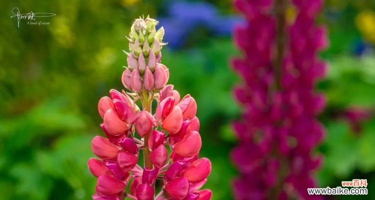 用一朵花的语言,传递千言万语 鲁冰花的花语象征着什么?