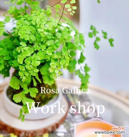 探究铁线蕨的神秘花语 铁线蕨花语的含义