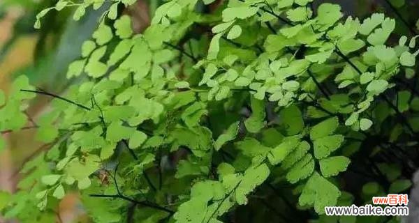 探究铁线蕨的神秘花语 铁线蕨花语的含义