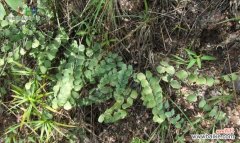 探究铁线蕨的神秘花语 铁线蕨花语的含义