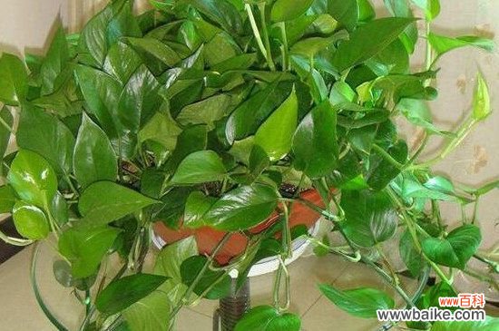 绿萝叶子发黑是什么原因