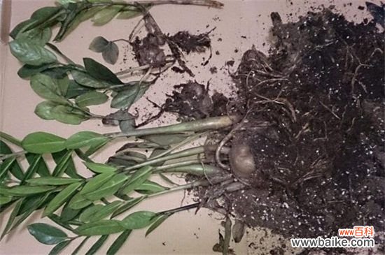 金钱树烂根能救活吗