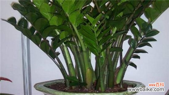 金钱树烂根能救活吗