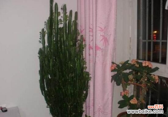 龙骨花可以放在卧室吗？净化室内空气还可以化解煞气