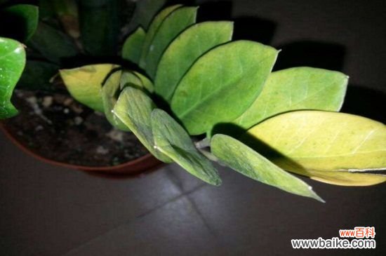 金钱树叶子黄怎么修剪，基部处修剪并涂抹愈合剂