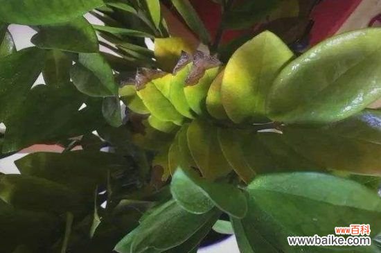 金钱树叶子黄怎么修剪，基部处修剪并涂抹愈合剂