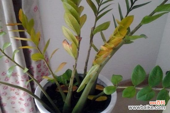 金钱树叶子黄怎么修剪，基部处修剪并涂抹愈合剂