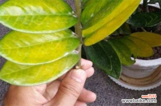 金钱树叶子黄怎么修剪，基部处修剪并涂抹愈合剂