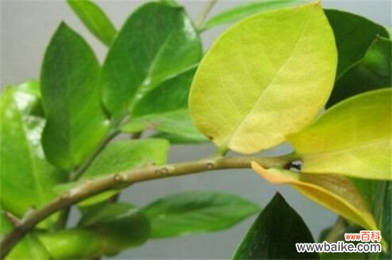 金钱树叶子发黄怎么办