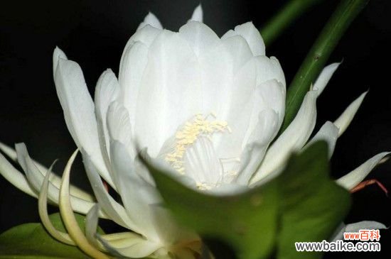 昙花花苞长什么样子