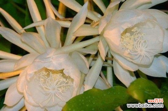 昙花开花前特征