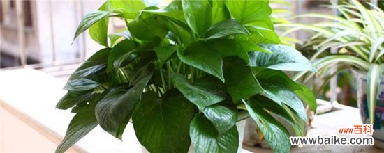 吊兰和绿萝哪个吸甲醛