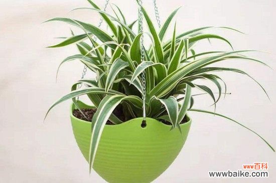 吊兰和绿萝哪个吸甲醛