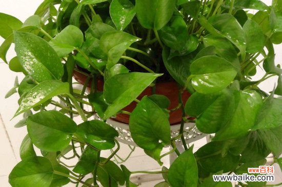 吊兰和绿萝哪个吸甲醛