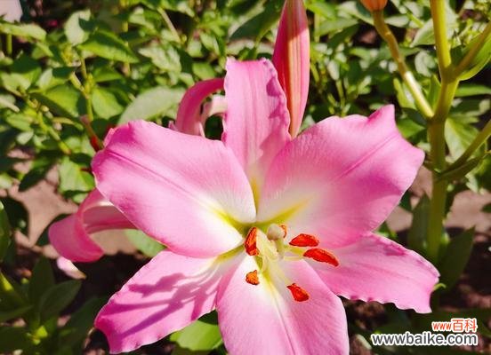 探寻百合花的魅力和寓意 百合花的美丽与象征