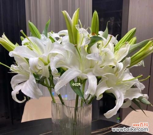 探寻百合花的魅力和寓意 百合花的美丽与象征