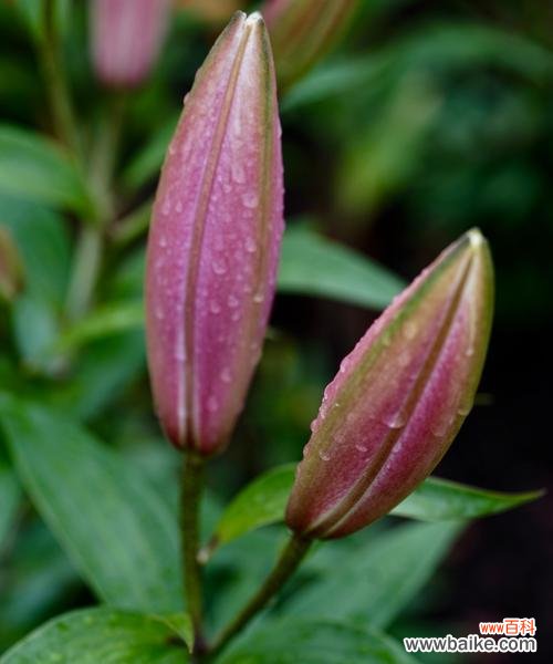 探寻百合花的魅力和寓意 百合花的美丽与象征