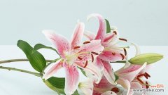 传承百合花的美丽 百合花的象征意义与文化内涵