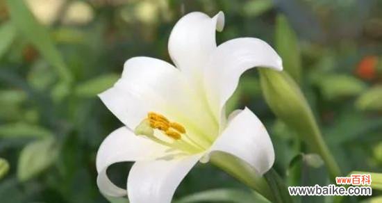 传承百合花的美丽 百合花的象征意义与文化内涵