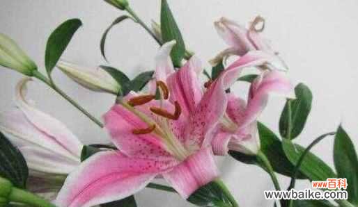 揭示百合花所蕴含的深层寓意 百合花