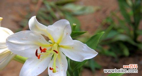 揭示百合花所蕴含的深层寓意 百合花