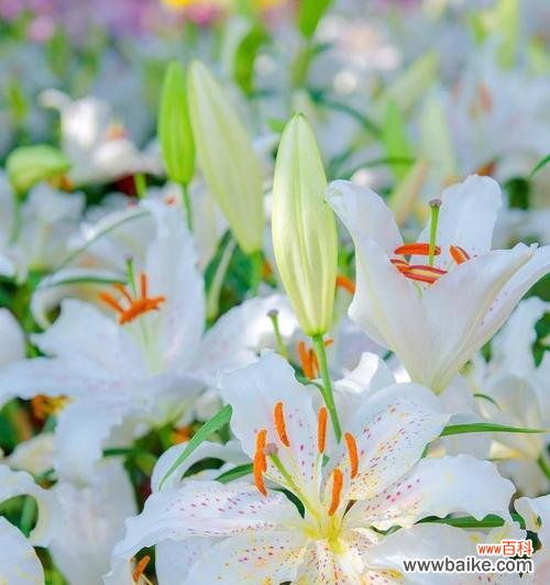 从古至今 百合的象征意义与文化传承