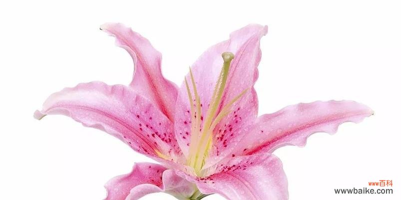 生命之美与纯洁的化身 百合花的象征意义