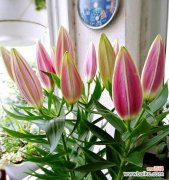 揭示白百合花的纯洁之美 白百合花的寓意及象征