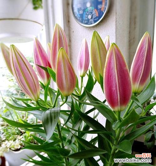 揭示白百合花的纯洁之美 白百合花的寓意及象征