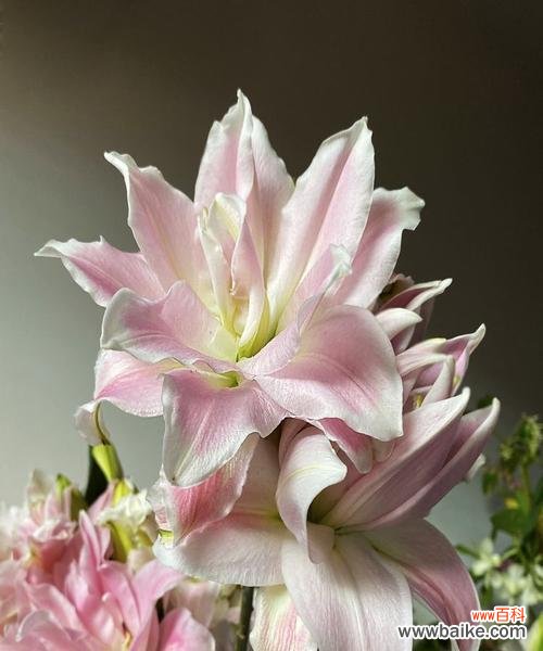 揭示白百合花的纯洁之美 白百合花的寓意及象征