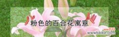 探寻百合花的花语和寓意 百合花